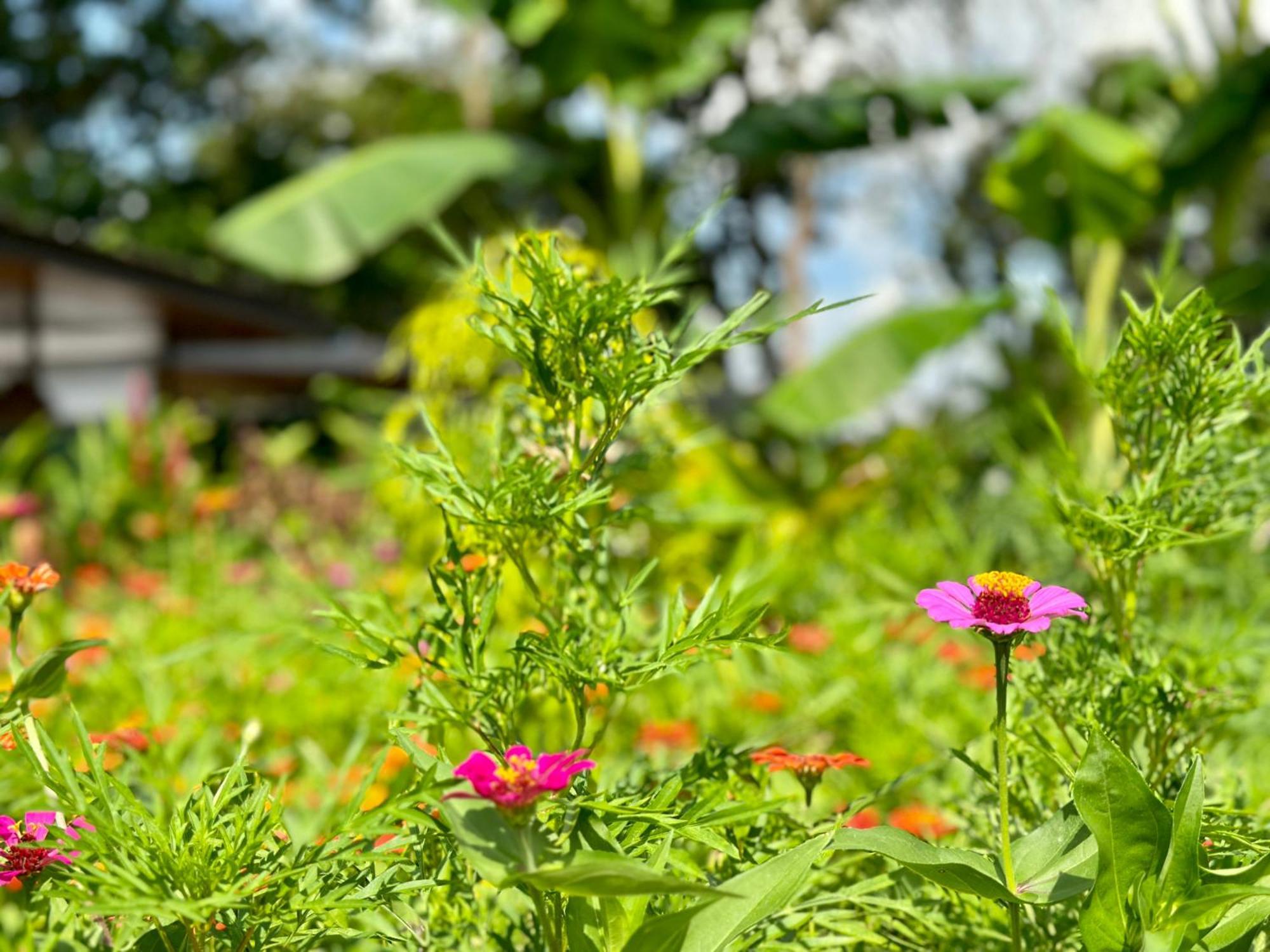 Almendros Eco-Villas ラ・フォルトゥナ エクステリア 写真